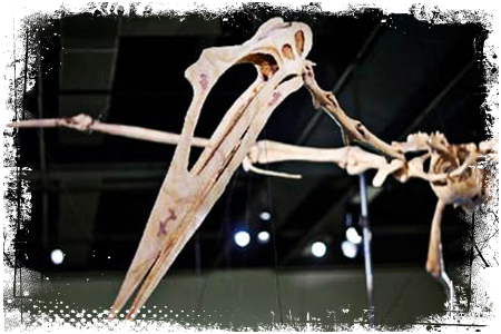 Kecalkoatl szkielet