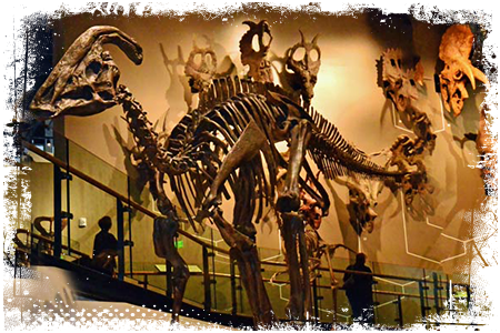 Parazaurolof szkielet